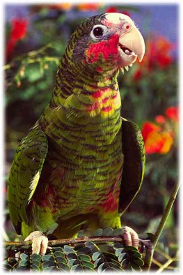 [CourtneyPlatt.com - Grand Cayman Parrot 1]