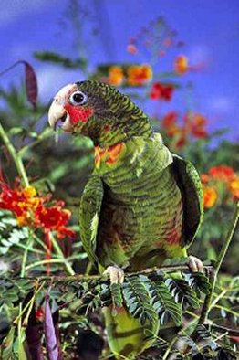 [CourtneyPlatt.com - Grand Cayman Parrot 2]