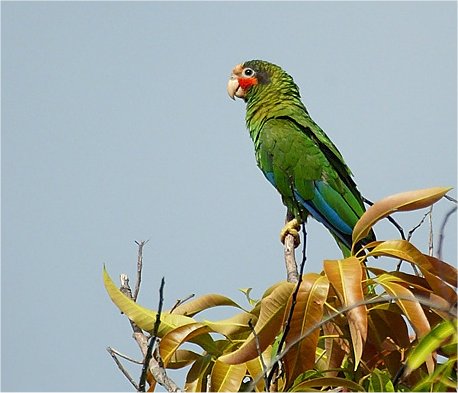 [dlcphotography.net - Grand Cayman Parrot]